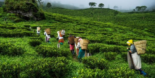 चियाको पहिलो टिपाइ शुरु, उत्पादन बढ्दो